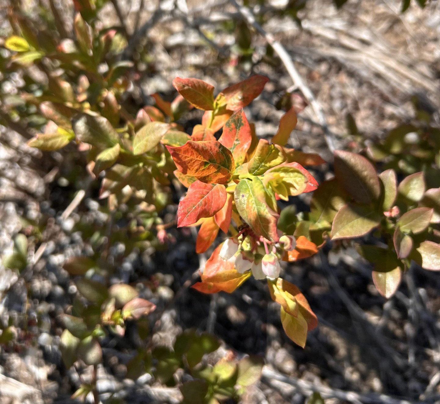 Duke blueberry showing signs of mosaic virus in Van Buren County. 
